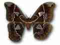 Rothschildia aurota gynandomorph (Internet Image property of respective owner, non-commercial use only)